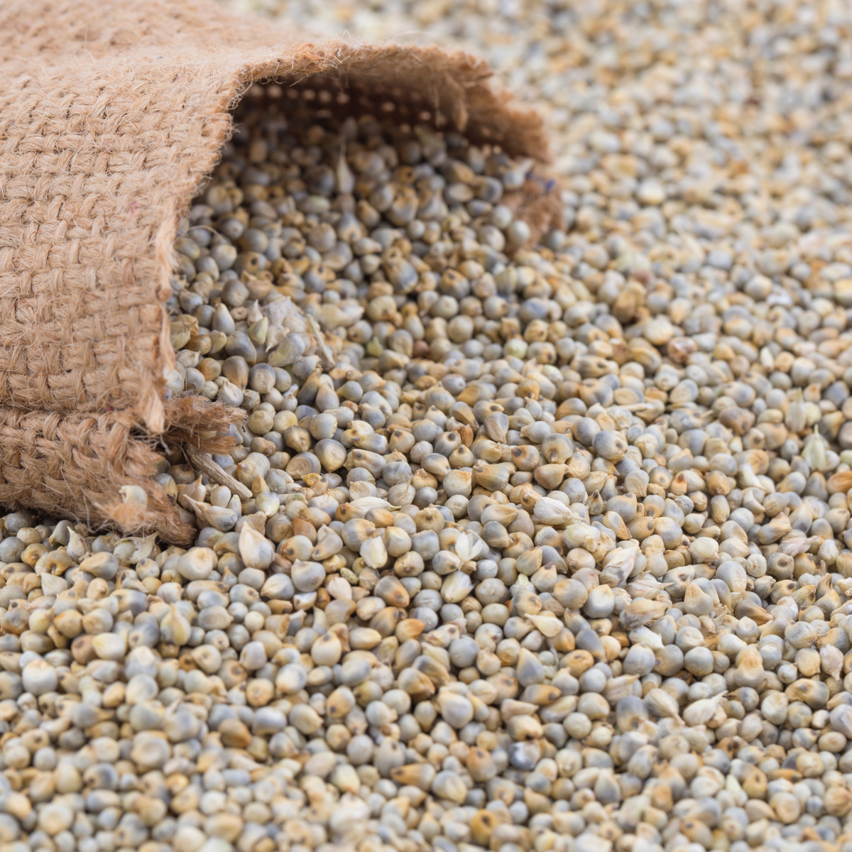 Bajra (Pearl Millet)