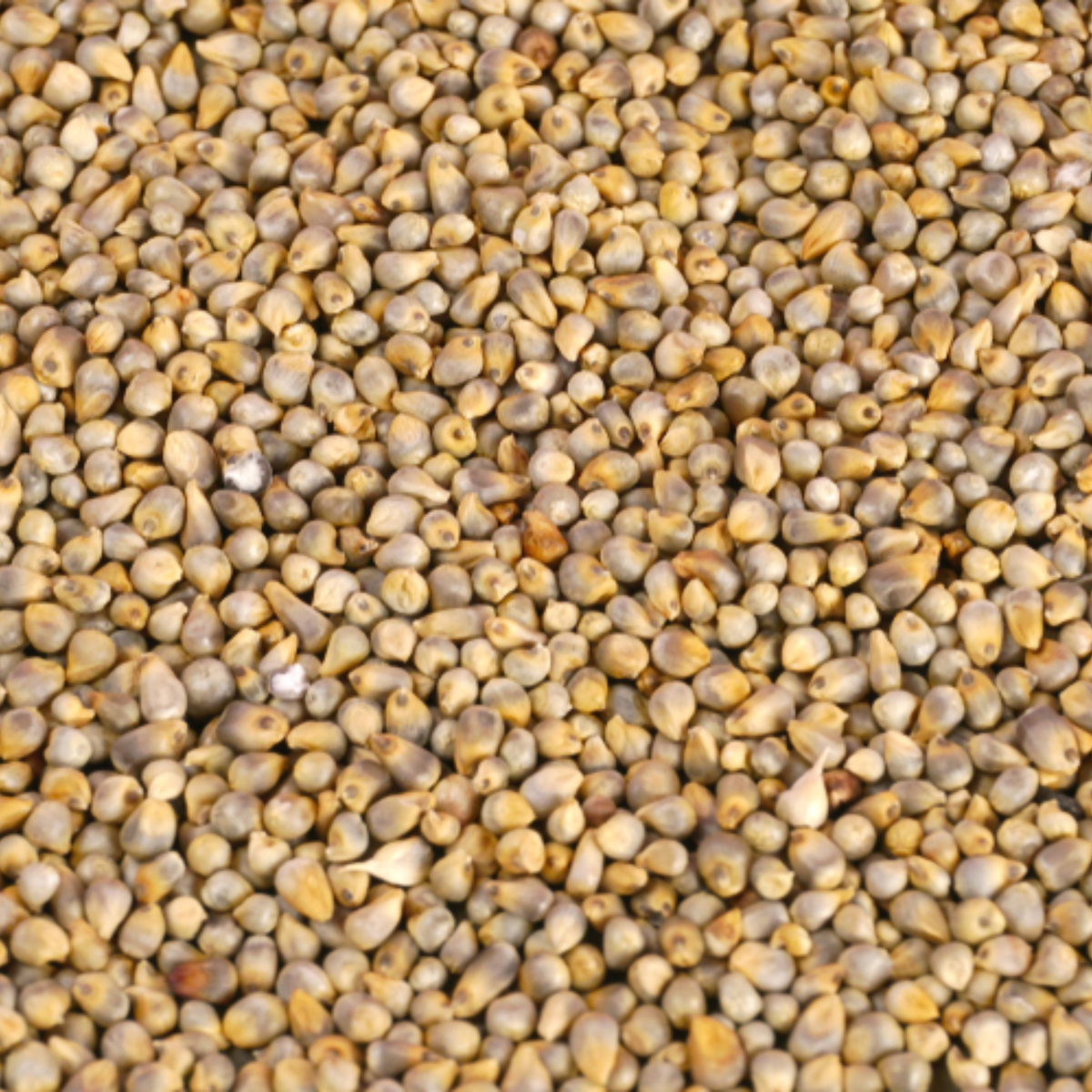 Bajra (Pearl Millet)