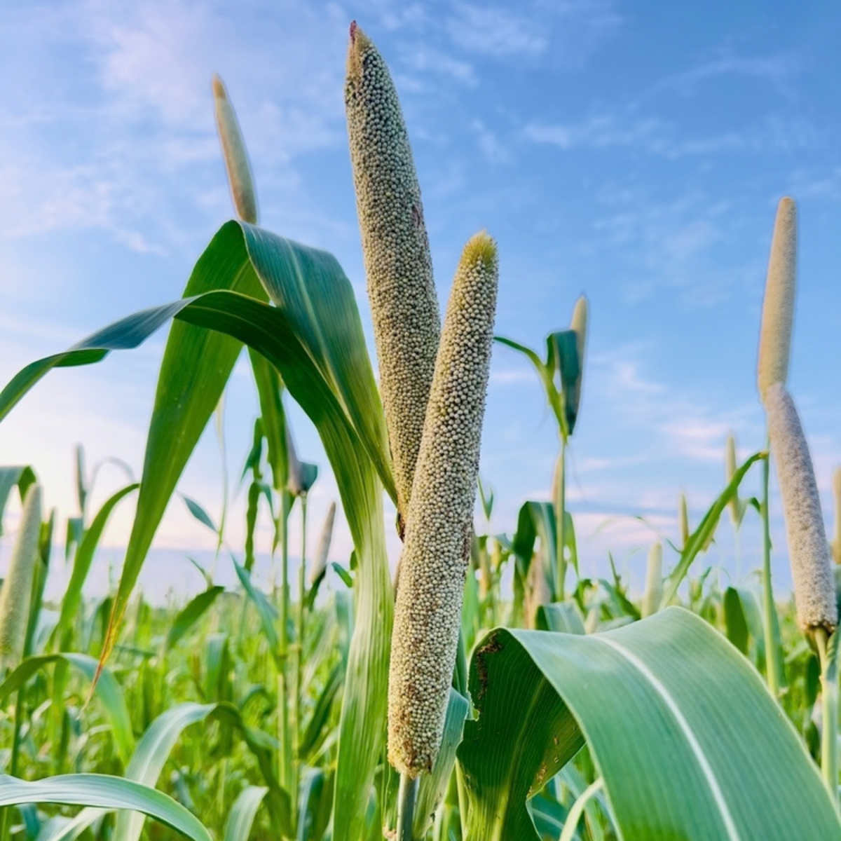 Bajra (Pearl Millet)