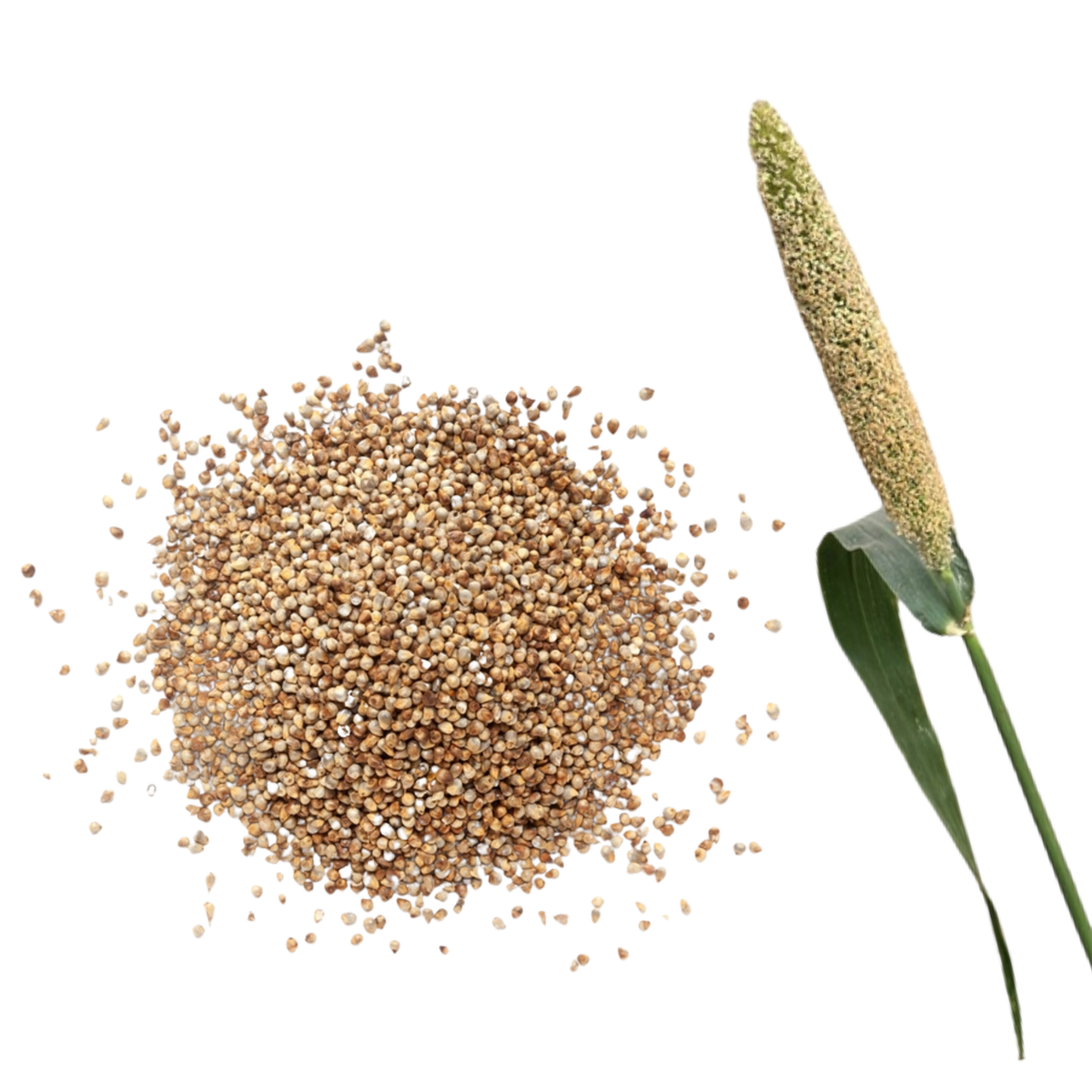 Bajra (Pearl Millet)