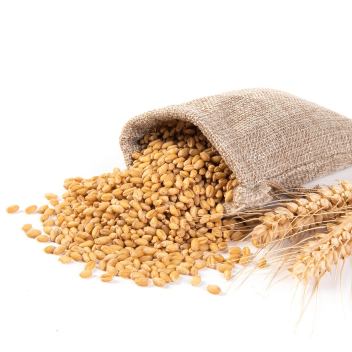Bansi Wheat (Bansi Gehu)