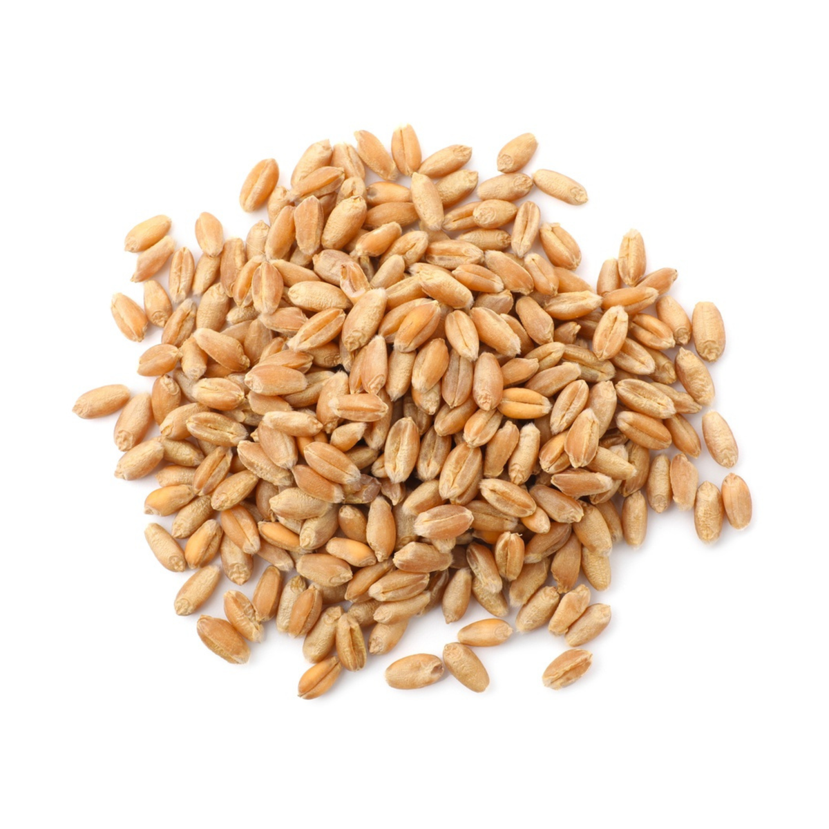 Bansi Wheat (Bansi Gehu)
