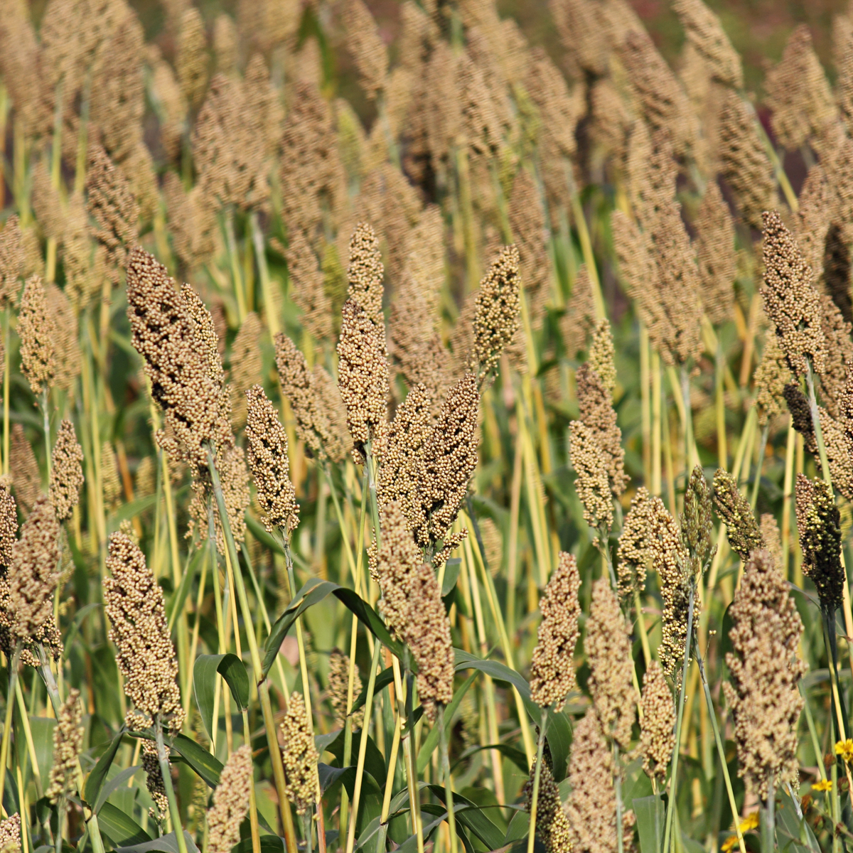 Jowar Whole