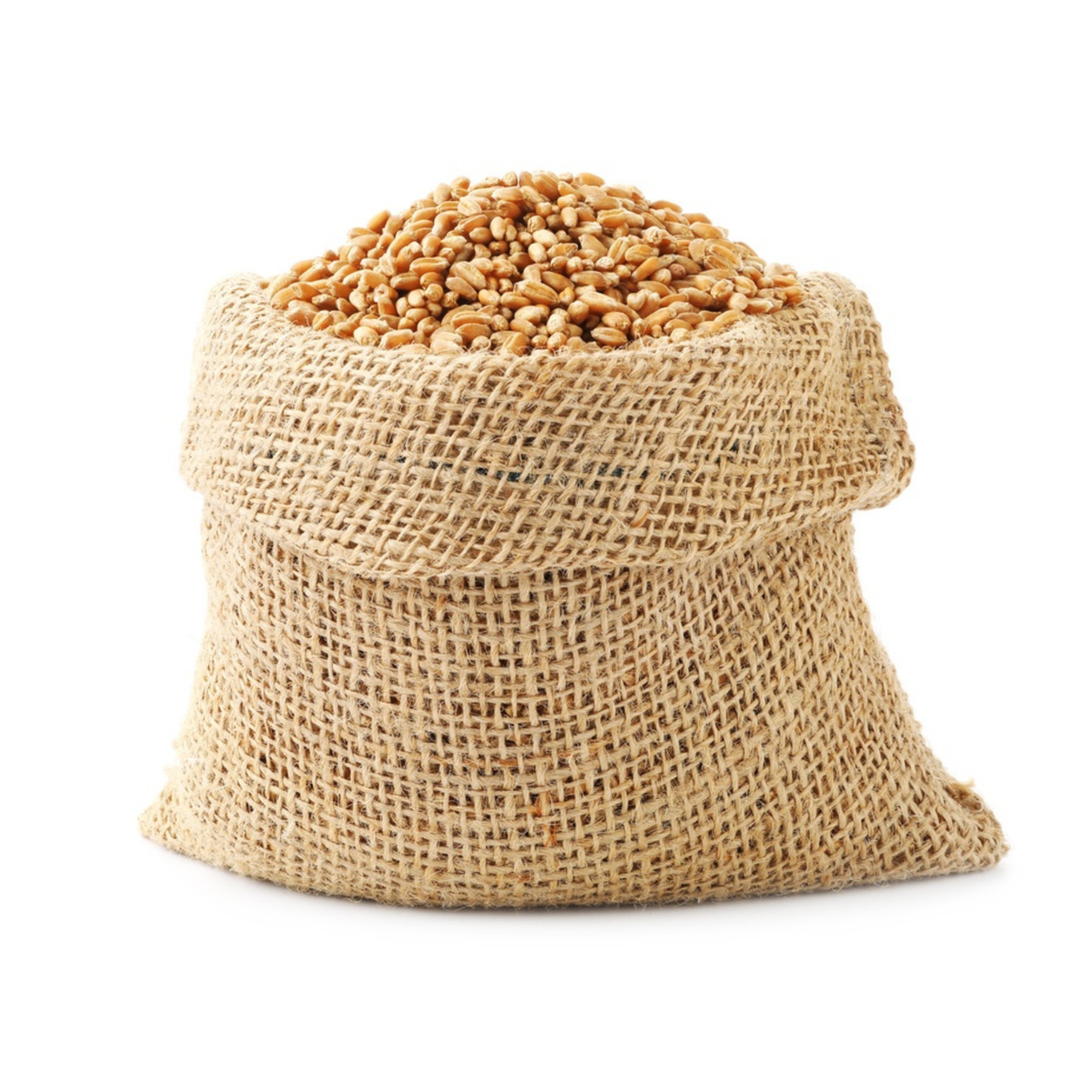 Sinhore Wheat (Sinhore Gehu)